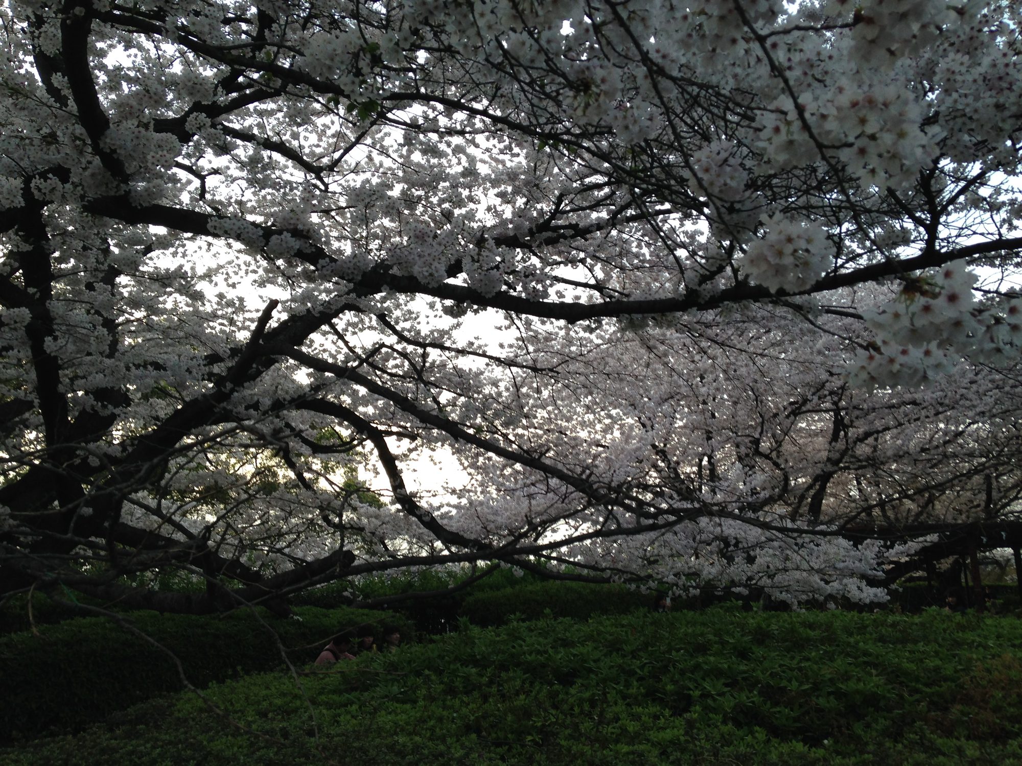 Cherry blossoms at Fukuoka Castle ruins