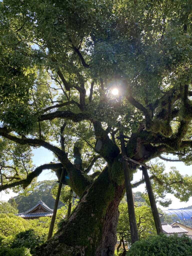 A large moss covered camphor tree with propped branches in the grounds of Dazaifu Tenmangu